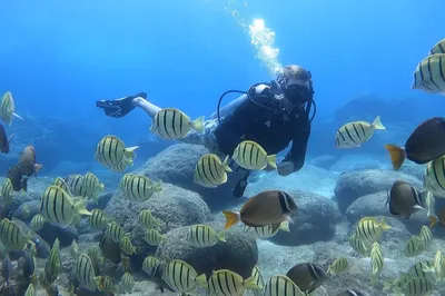 Scuba Lounge Hawaii