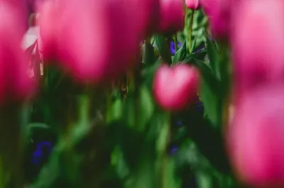 The Ultimate Chongming Garden Tour Guide – Clear at a Glance!