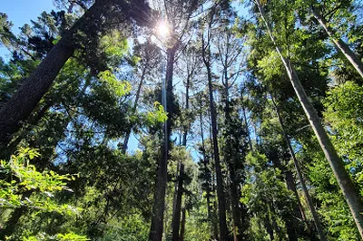 Newlands Forest Picnic Area