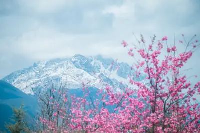 樱花大道