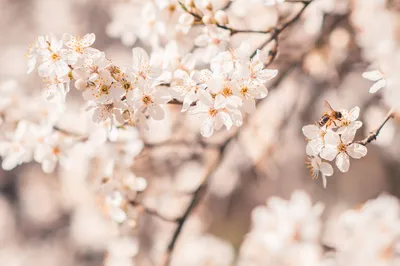 Unlock Spring's Ritual with One Click