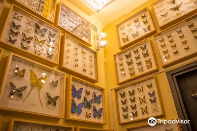 Museum of the Living Butterfly