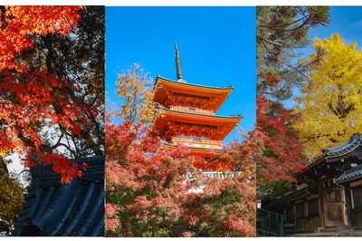 帶娃關西自由行 欣賞紅葉不迷路（8天7晚）