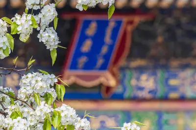北京賞梨花