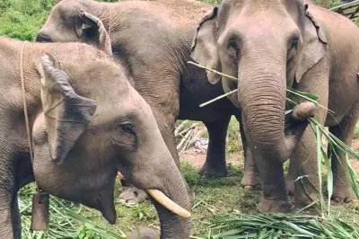 Hug Elephant Sanctuary (Office)