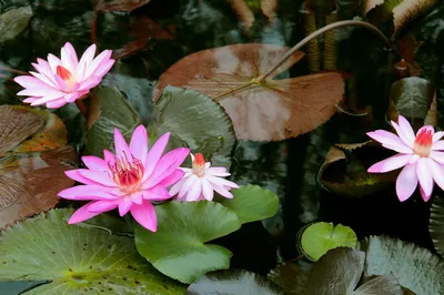 水中女神--磨山植物園睡蓮