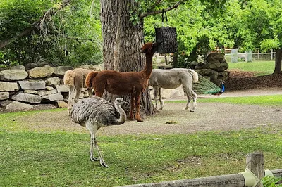Calgary Zoo
