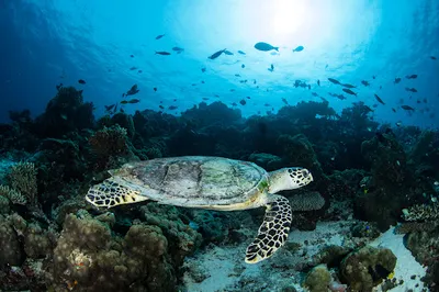 South Ari Dive Center