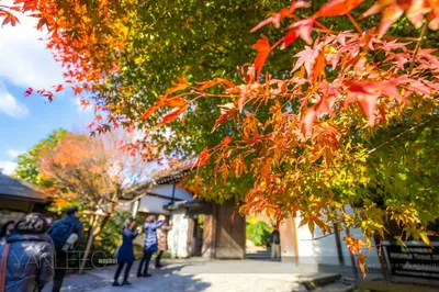 龙安寺