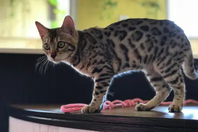 Cat Cafe Puchi Marry Nagoya Osu