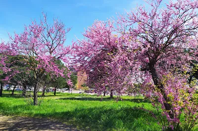 Parco Giovanni Palatucci