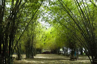 Bamboo Forest