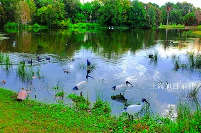 Sydney Centennial Park, Built to Commemorate the Centenary of the 'Discovery' of Australia, Harmonious and Tranquil