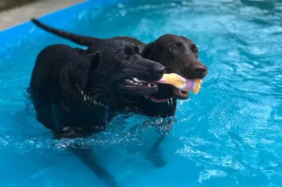 “The Barkskies” Furcare