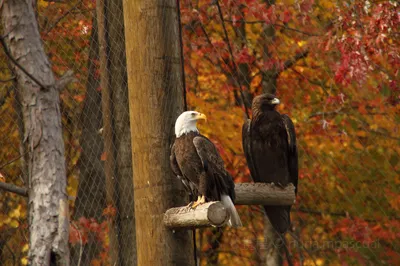 Ecomuseum Zoo