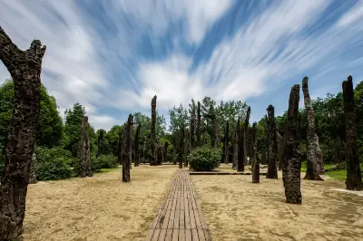 Ebony Forest