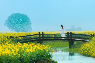 Golden Sea of Flowers: The Charm of Qianduo