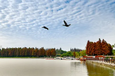 Chongming Mingzhu Lake Park