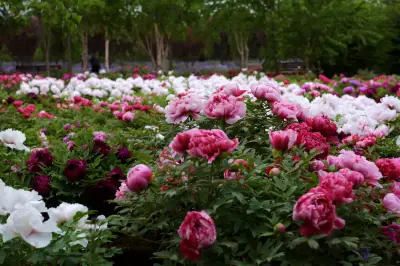 Huajia Peony Garden