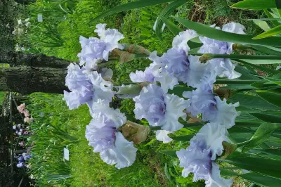 Giardino dell'Iris