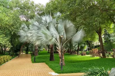 Aarey Bhaskar Garden