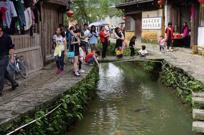 For Eight Hundred Years, Villagers Have Not Eaten the Carp from the Stream, and Even Bury Them After Death