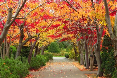 Hiraoka Tree Art Center