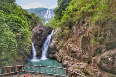 Step into Greenery, Embrace Nature: A Forest Bath in Zengcheng