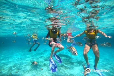Total Snorkel Cancun