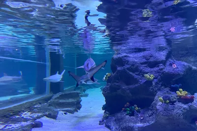 伊斯坦布爾水族館和水下動物園