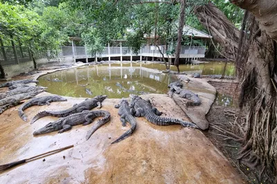The Million Years Stone Park & Pattaya Crocodile Farm