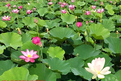 The World of Wulexing - Wandering through the Floral World of Hebei