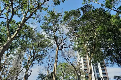 Coffee Park