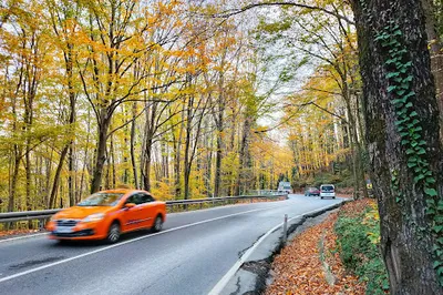 Belgrad Ormanı Koşu Parkuru