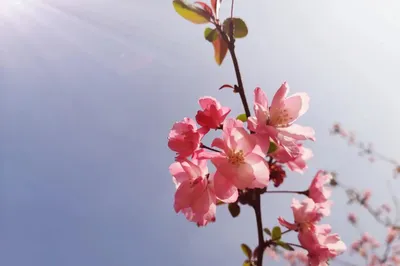 A Beautiful Weekend: A Spring Trip to Chongming~