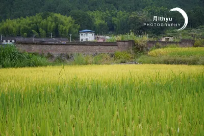 Walk the Red Army Route in Fujian's Highest Mountain Village, Eat Red Army Food, and Recall the Past