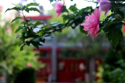 木槿花开