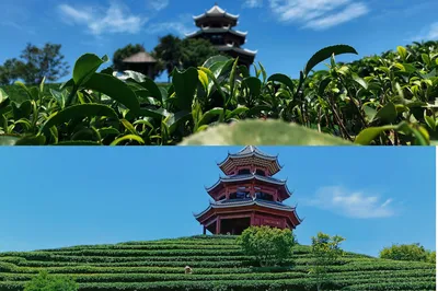 布央仙人山採茶體驗｜喝一杯親手作的茶吧