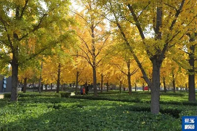 Autumn in Beijing: Romantic Splendor beneath Red Walls and Golden Leaves, so Brilliant and Enchanting