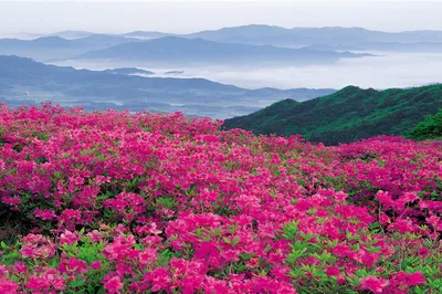 西泰山