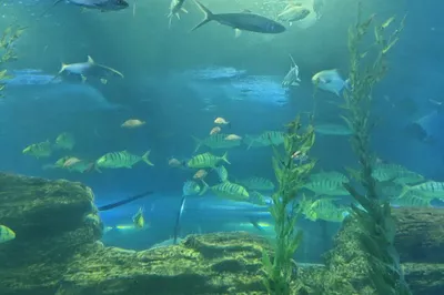 天涯熱帶海洋動物園