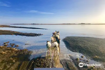 Dogsledding Iceland