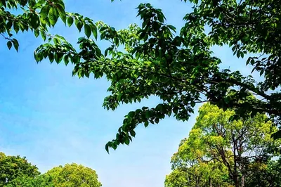 箱崎公園