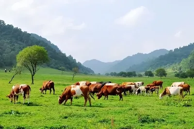 Inventory of Camping Sites Around Kunming: Forest Meadows, Alpine Pastures, and Sunny Beaches - No Shortage of Places to Go