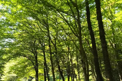 Belgrade Forest
