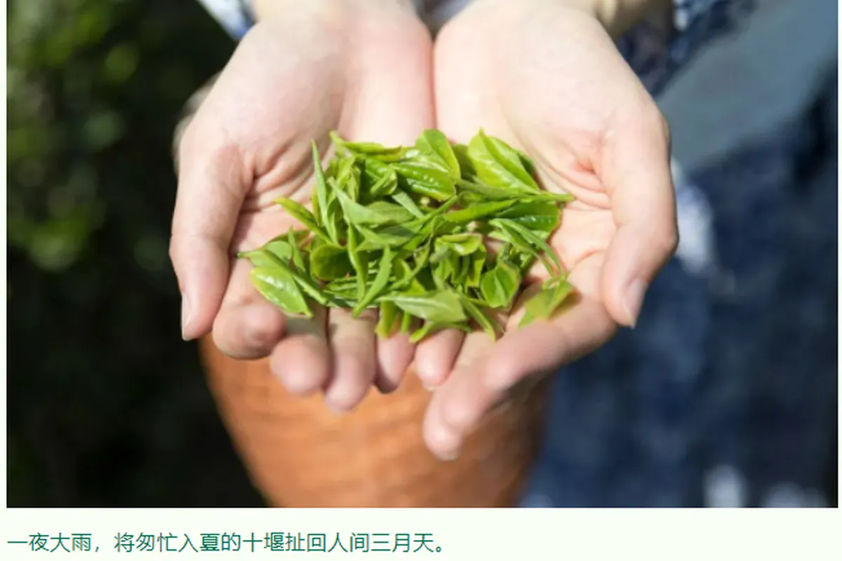 采茶正当时！躲进十堰乡间里，许一个溢满茶香的春天~
