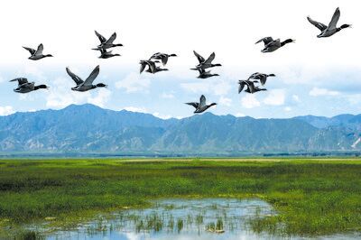 Beijing Wild Duck Lake National Wetland Park
