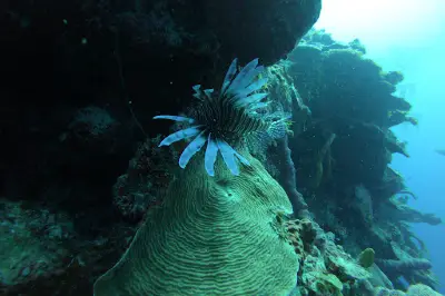 Centro De Buceo/Dive Center : Cuba Blue Diving
