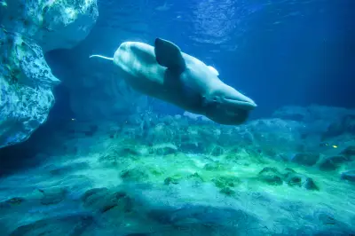 Dolphin Bay