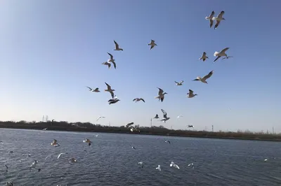 百年渡口看看西伯利亞海鷗